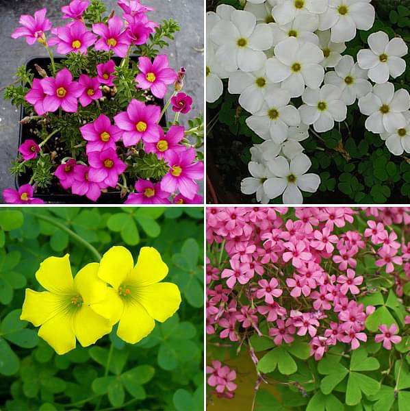 Oxalis Mix Colors Bulbs